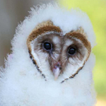 Barn Owl Chick