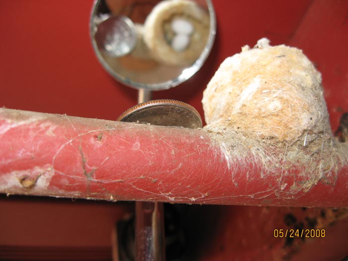 nest with quarter