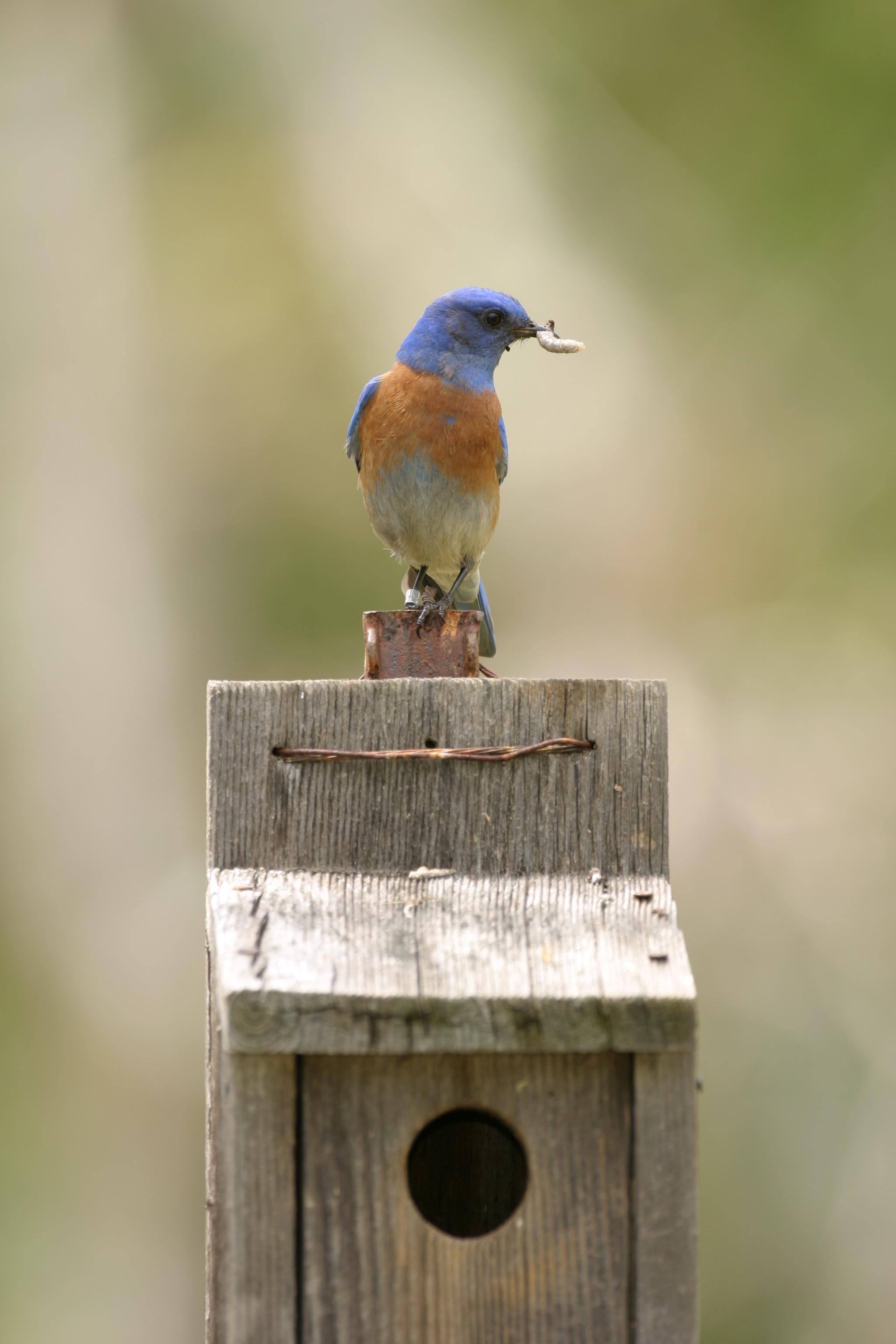 Western Bluebird