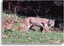 Bobcat