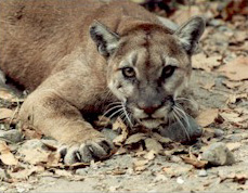 cougar