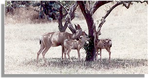 Mule Deer