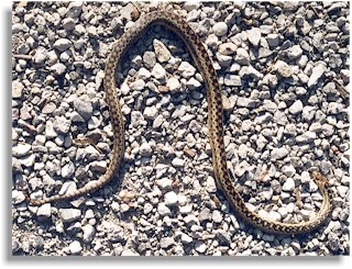 Gopher Snake