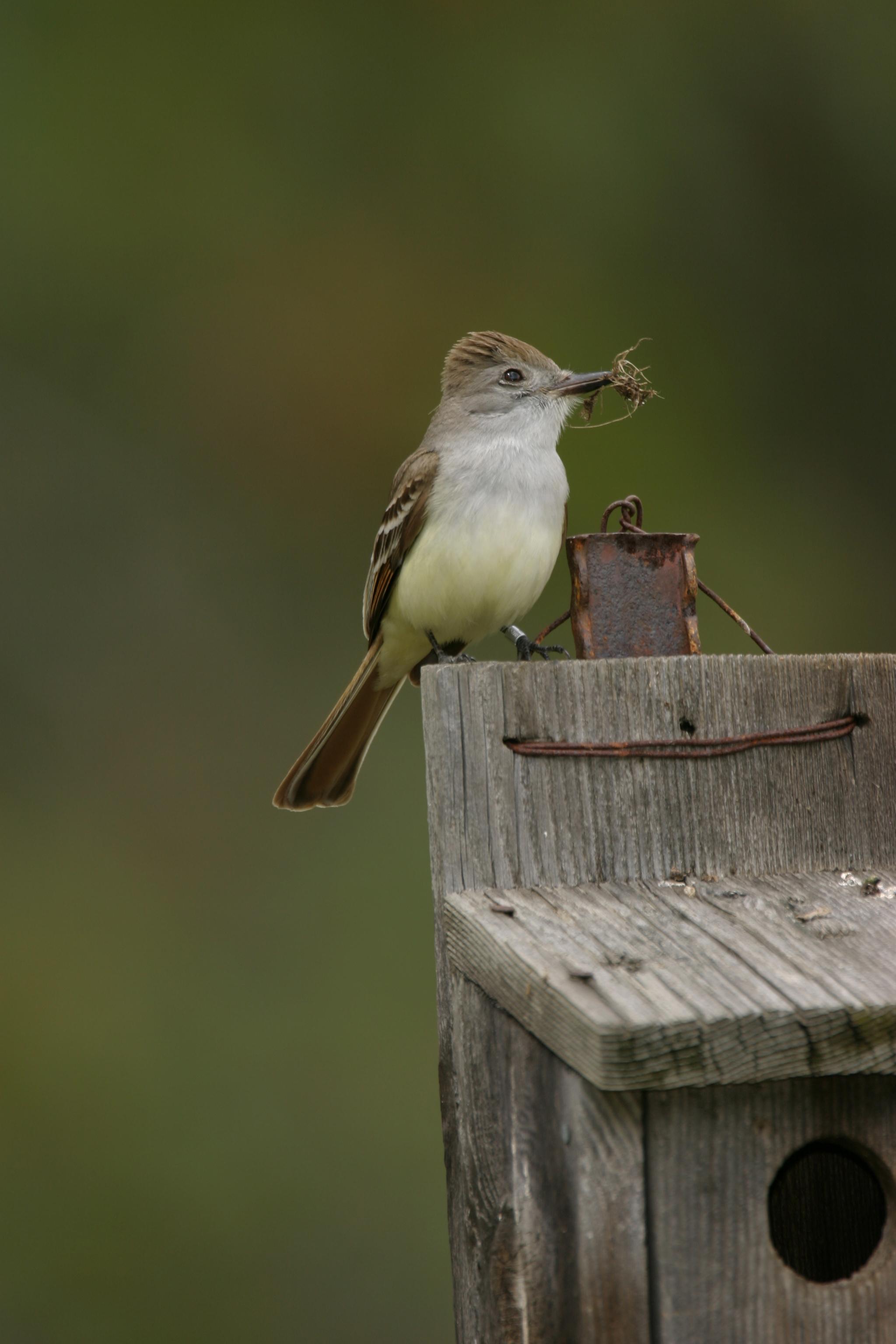 Pacific-Slope Flycatcher