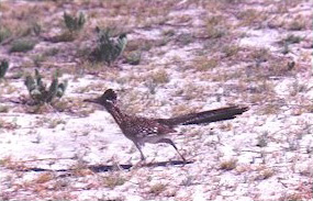 Roadrunner