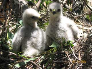 hawk chicks