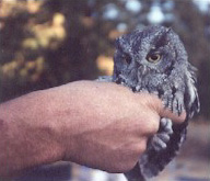 screech owl